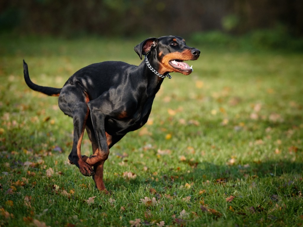 doberman dog running