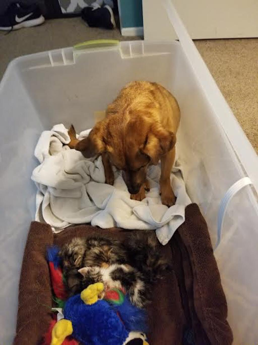 roger dog rescue kittens viral photo