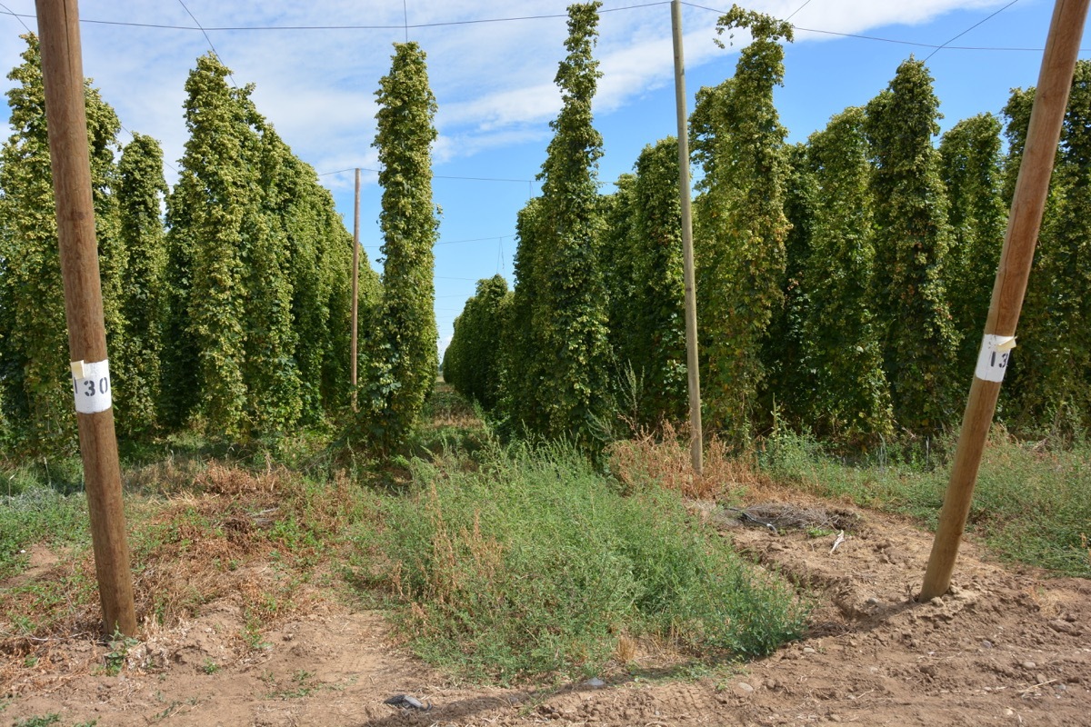 Hops vines Yakima Valley Washington