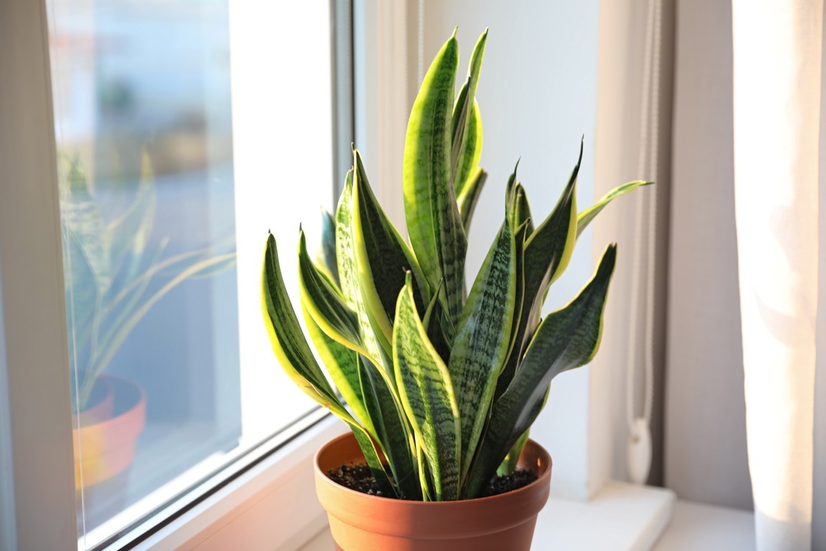 snake plant on window will