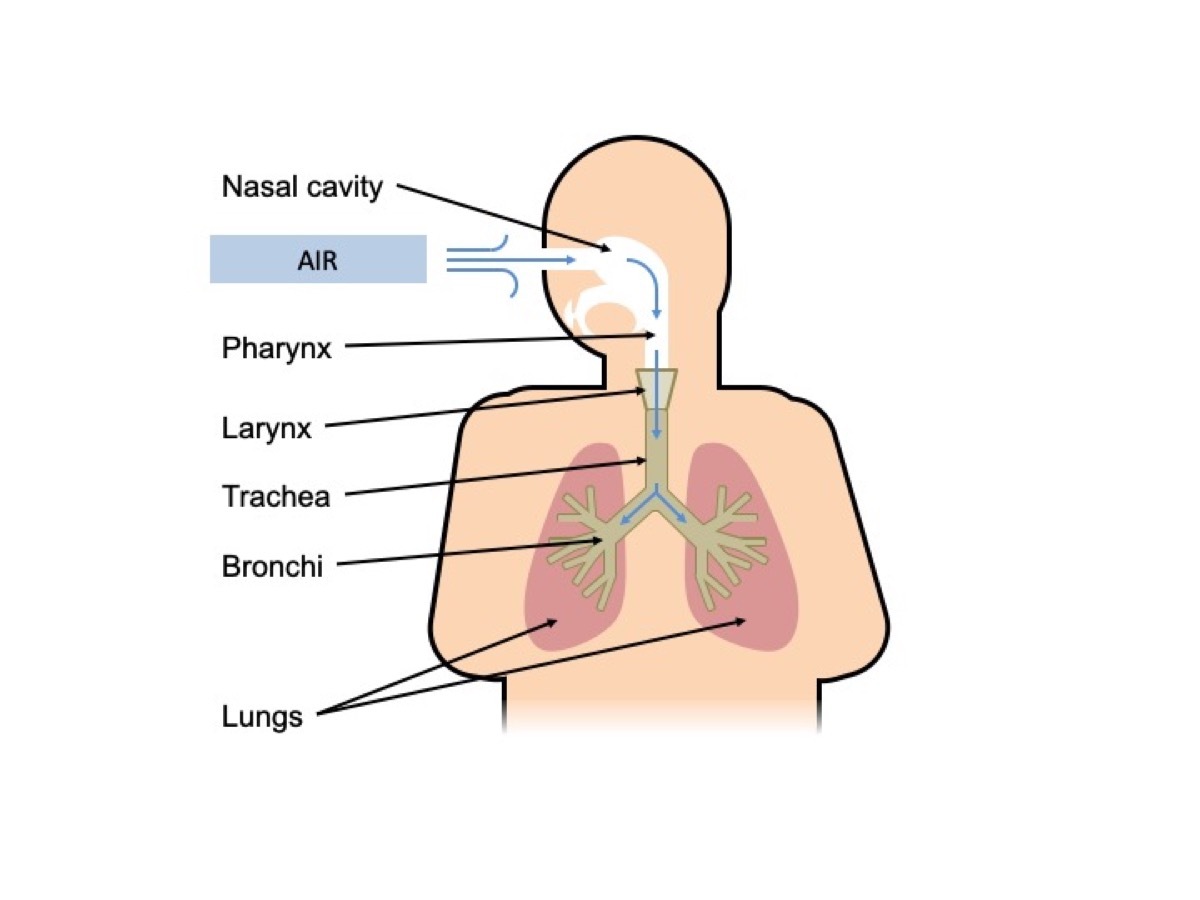 lungs graph