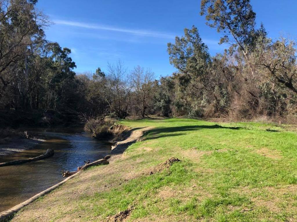 corgi hiding near a river