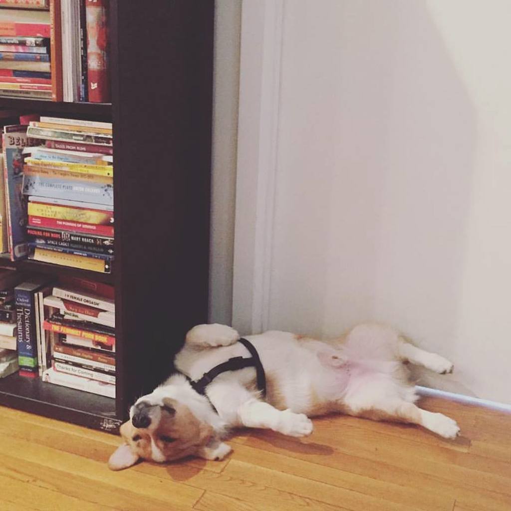 corgi sleep