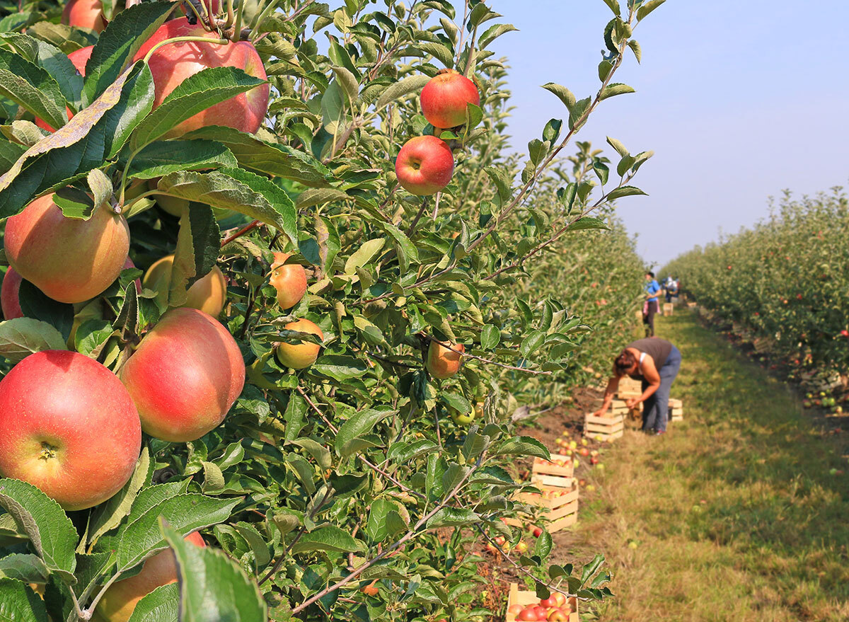 apple orchard