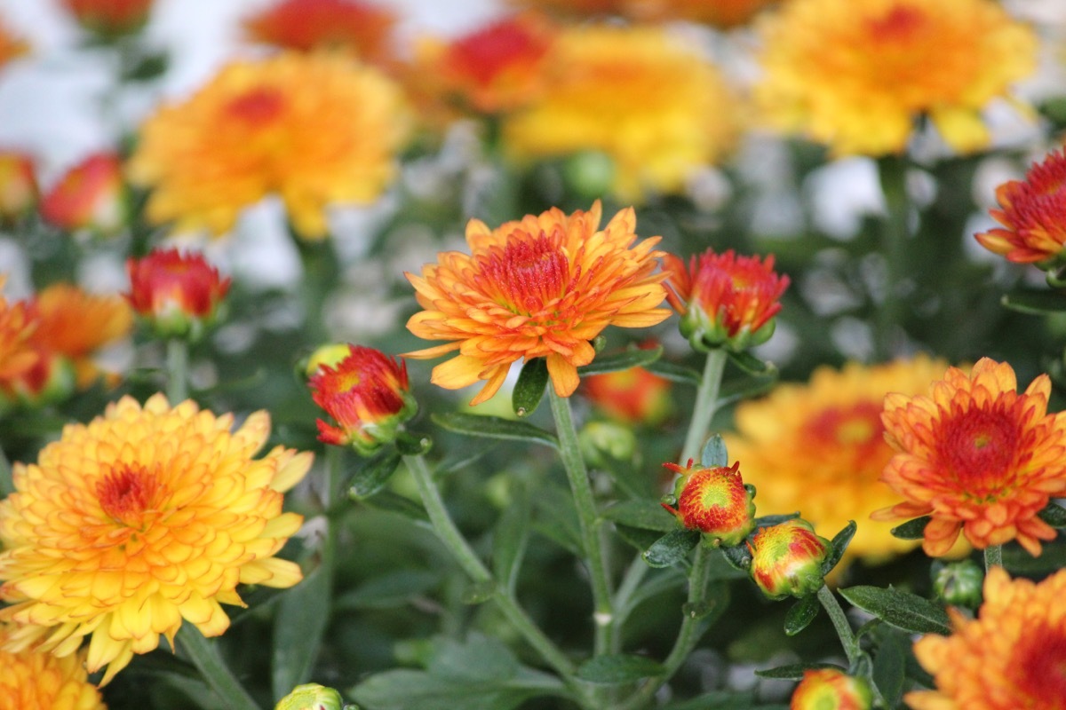 Marigolds