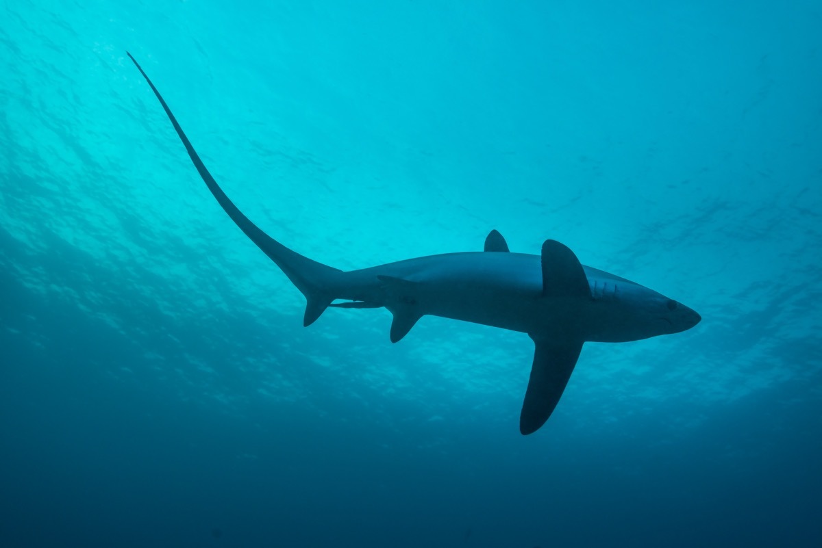 Thresher sharks