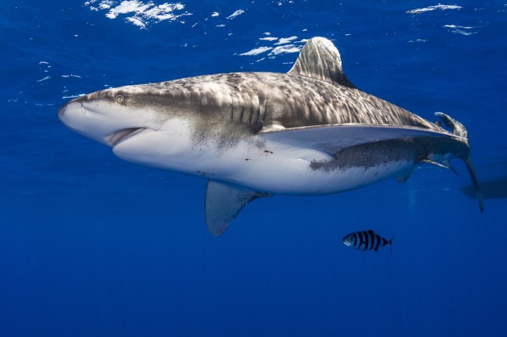 pregnant shark 