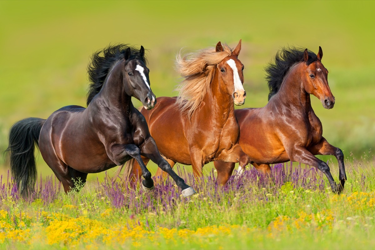 three horses