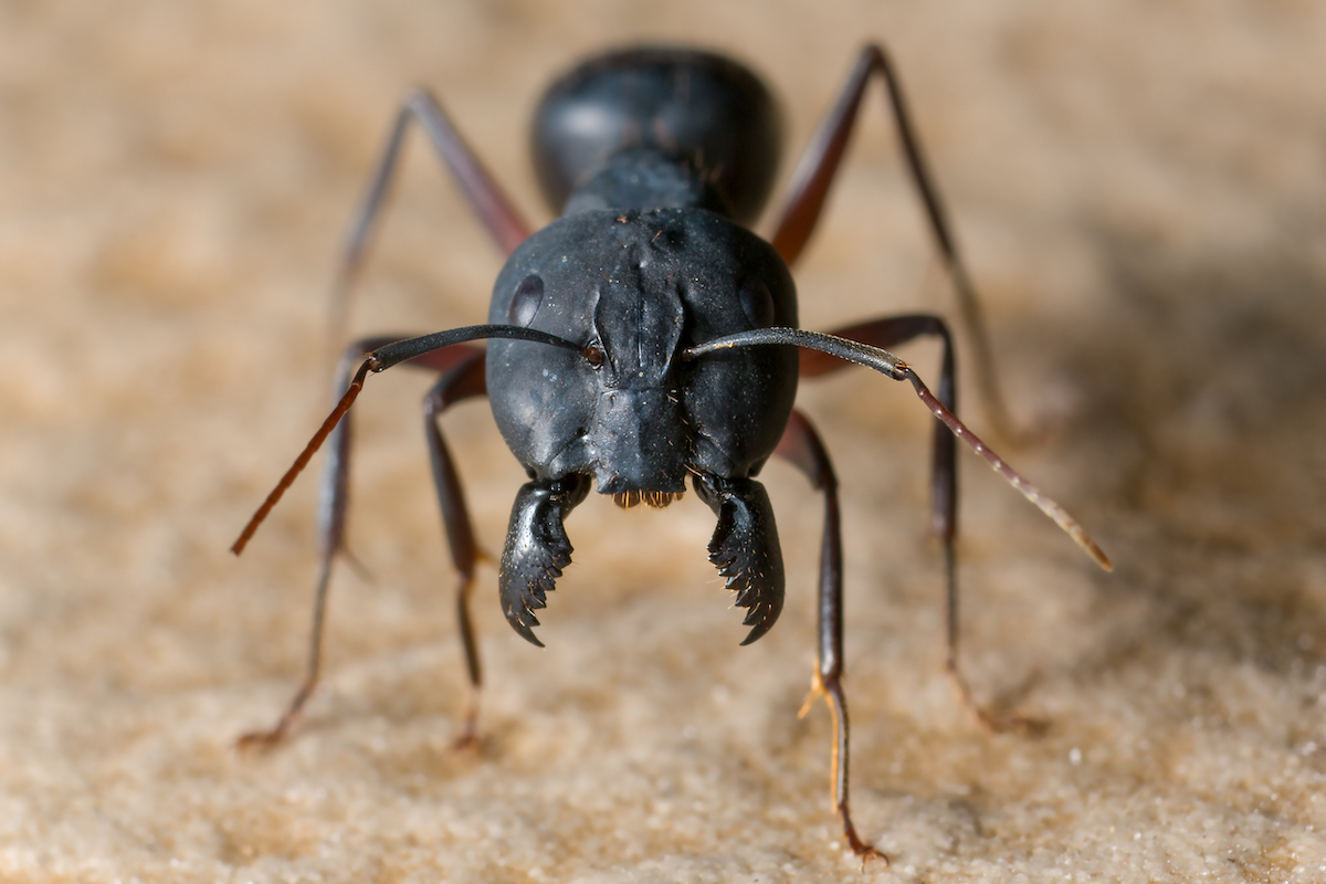 Giant ant