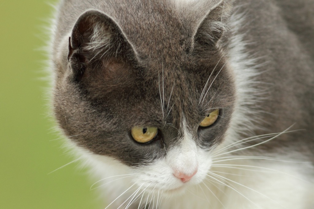 cats use their whiskers to navigate tight spaces