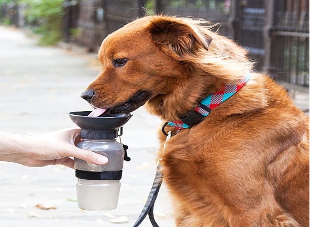 Dog bowl