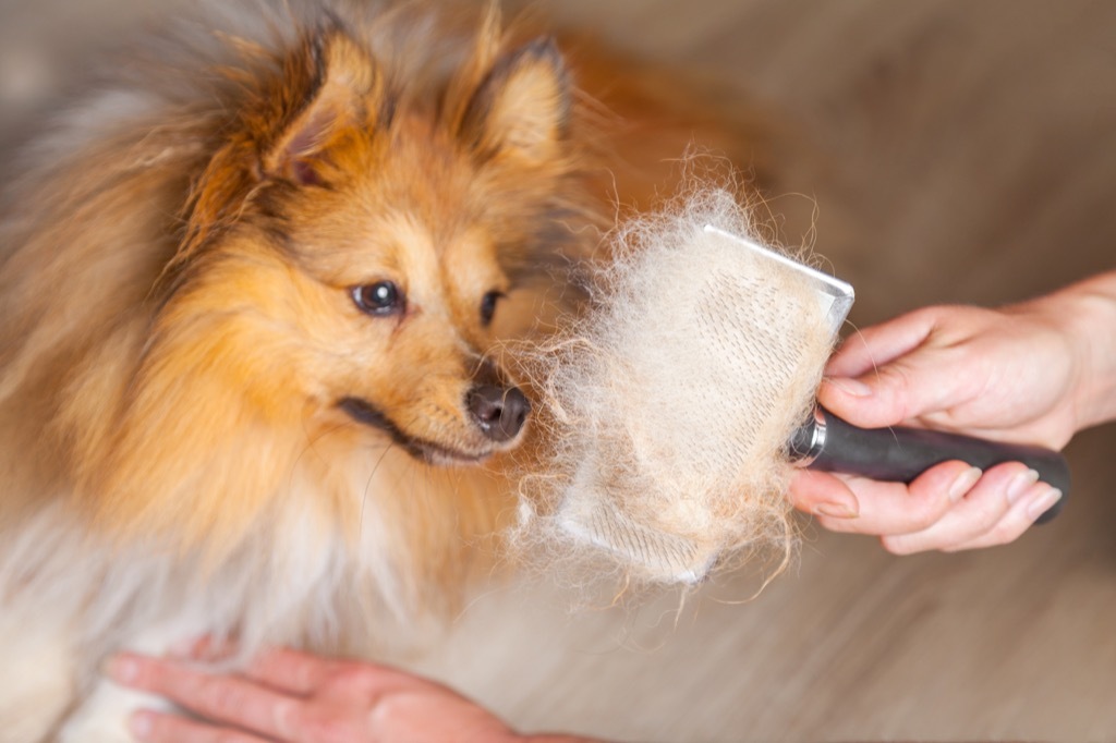 Dog getting brushed shedding