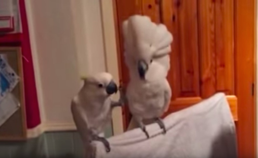 viral cockatoo elvis video