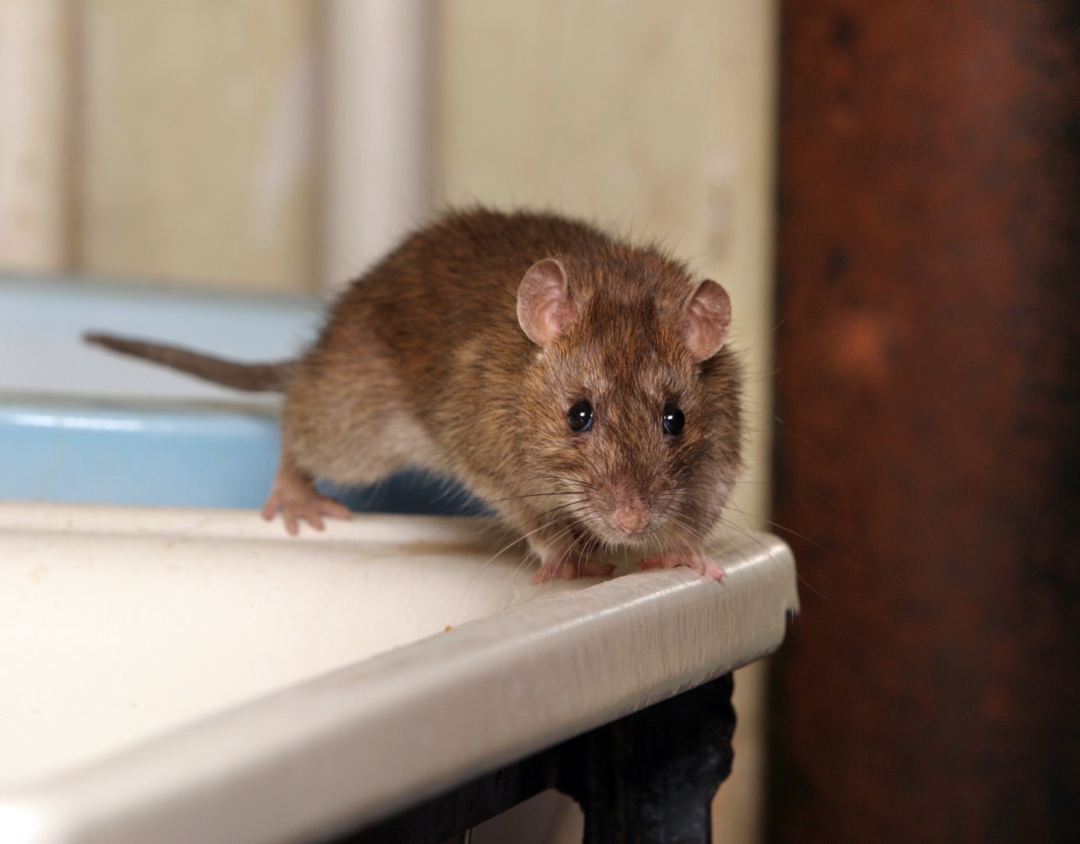 mouse in the toilet looking for old water