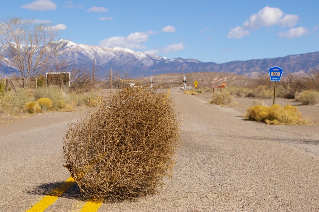 California tumbleweed crazy news 2018