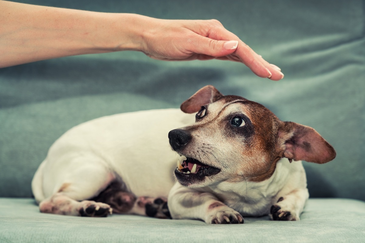 dog growling when being pet