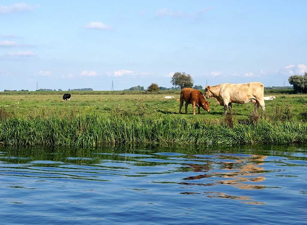 Grass-fed cows