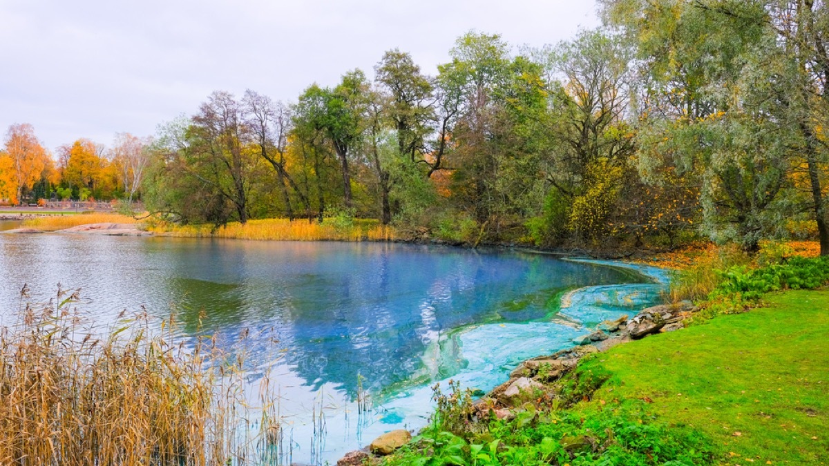 blue green pond algae, backyard dangers