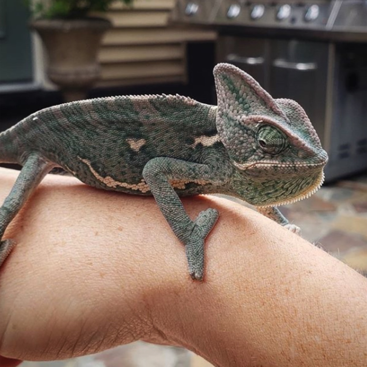 grumpy chameleon