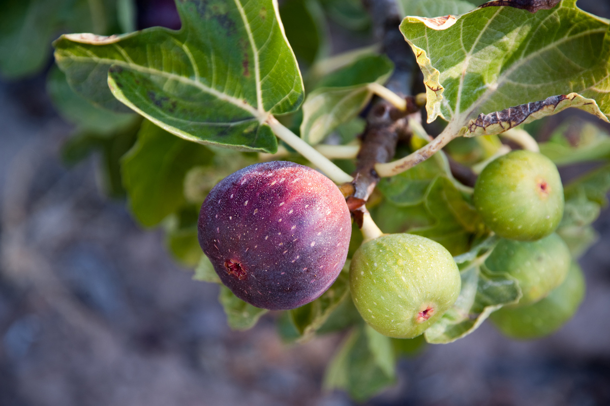 Close up of a fig tree