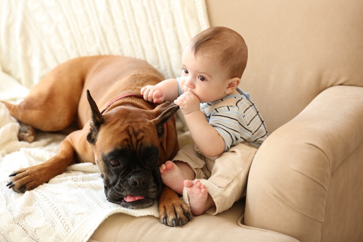 Teething baby and dog