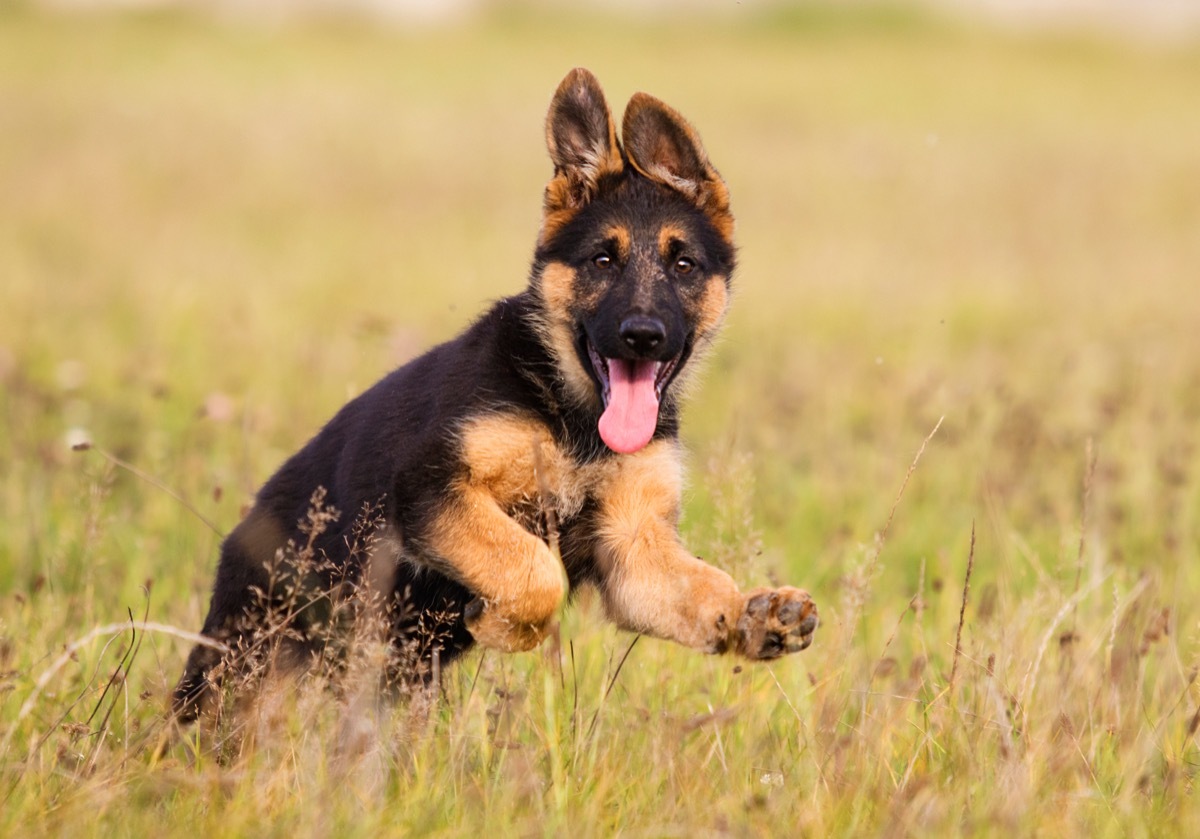 german shepherd