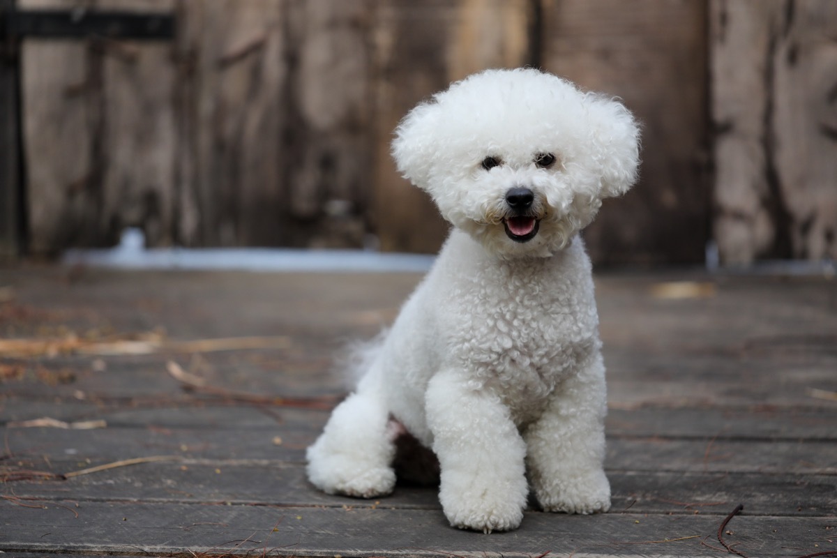 bichon frise