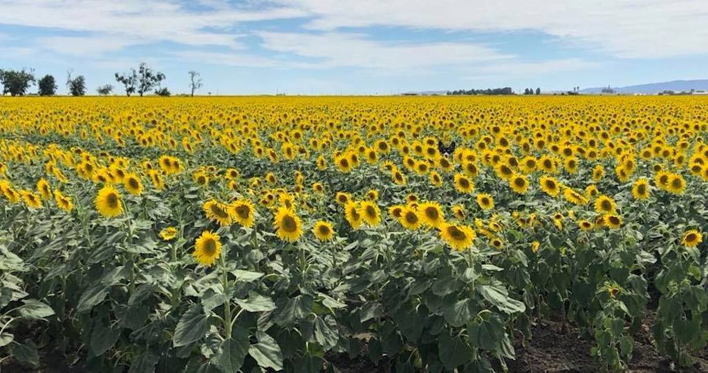 corgi in sunflowers