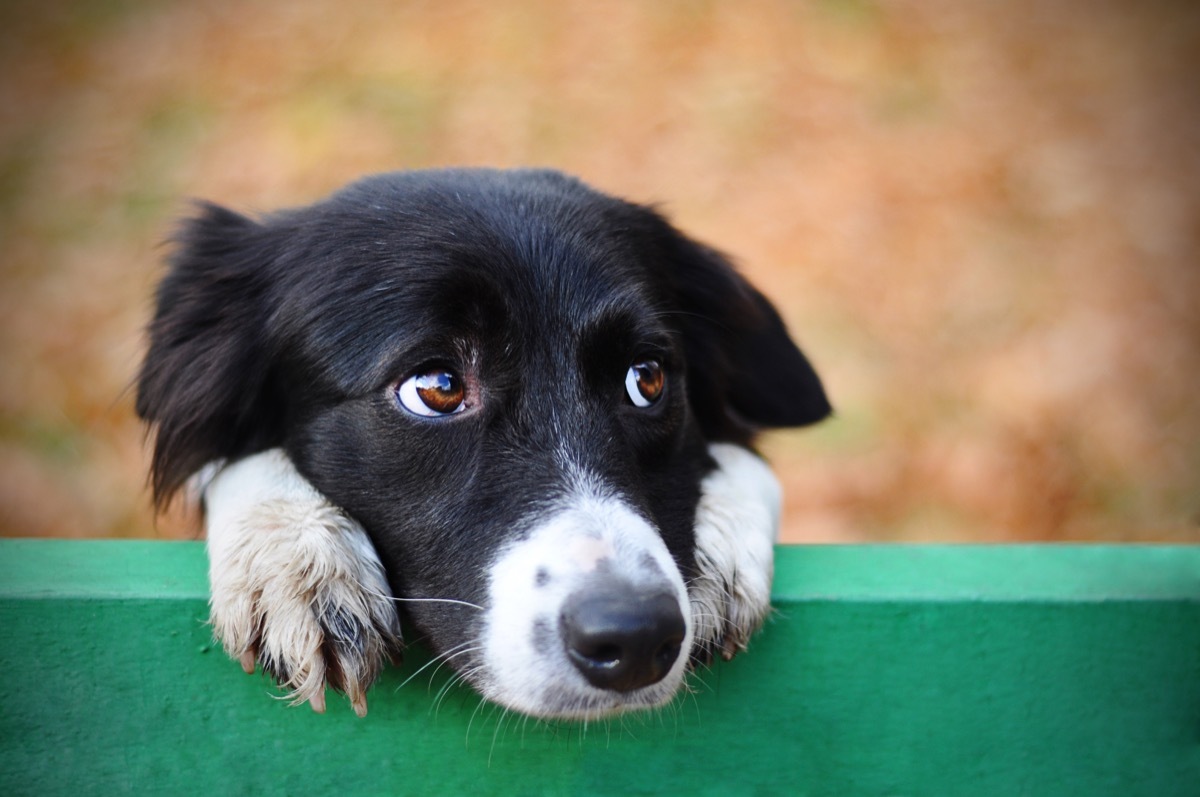 dog leaning on fence looking sad