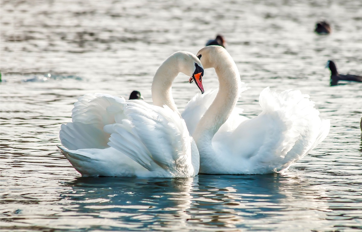 Swans on the water