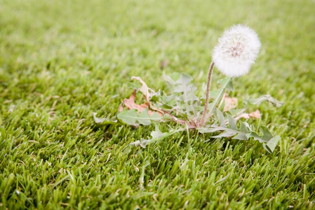 weeds in a yard