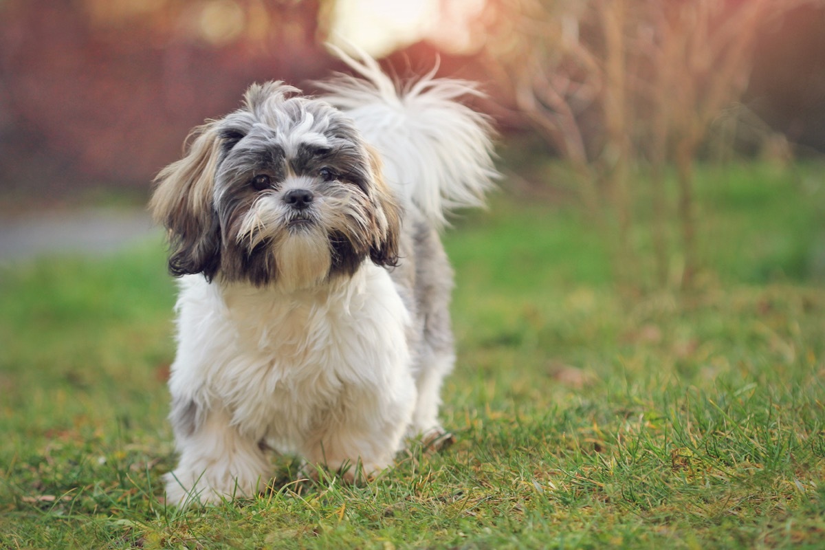 Shih tzu puppy in nature