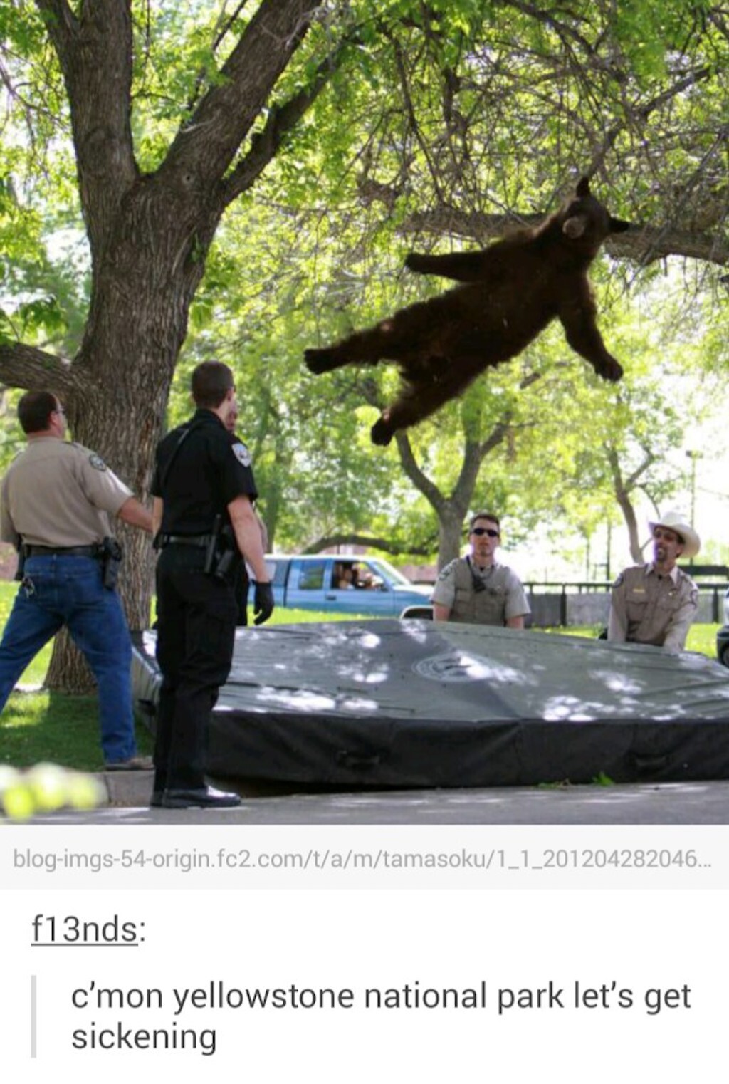 bear jumping on trampoline