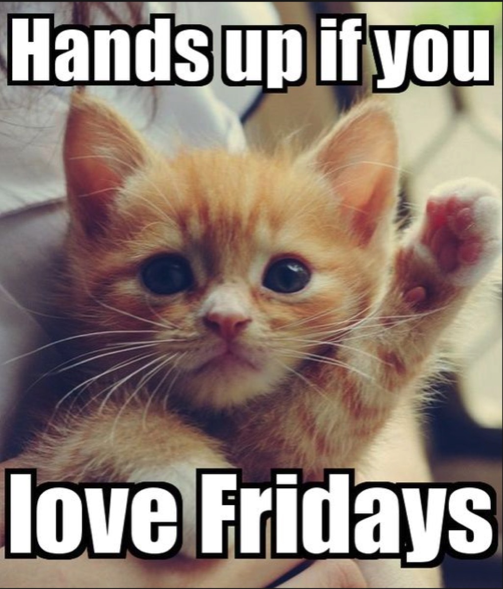 cat who loves friday meme