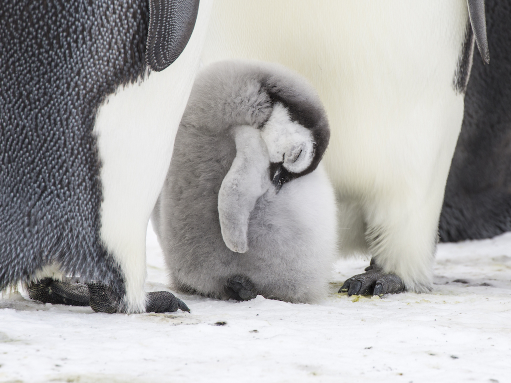 penguin sleeping