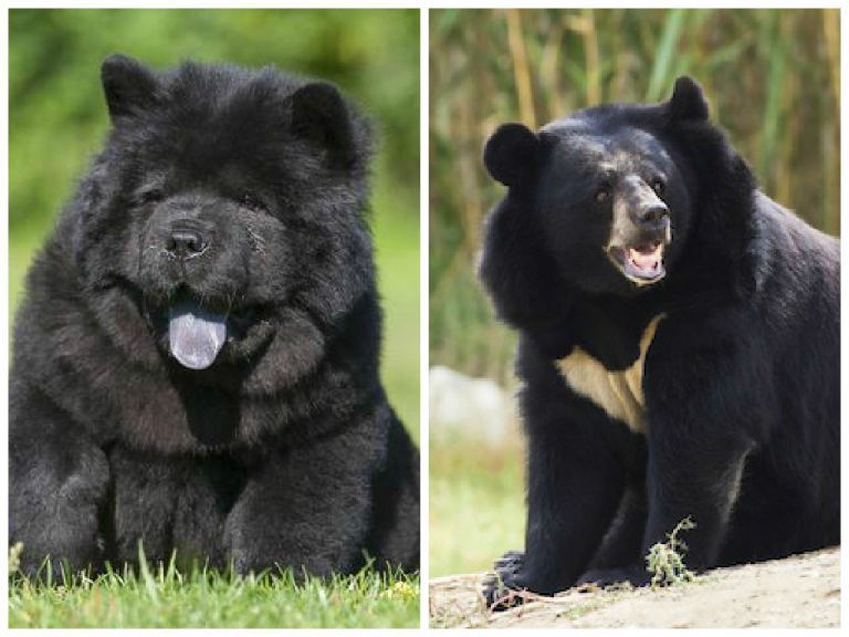 Chinese Owners Realized that His Puppy Grew Up Into Something Far From Their Expectations