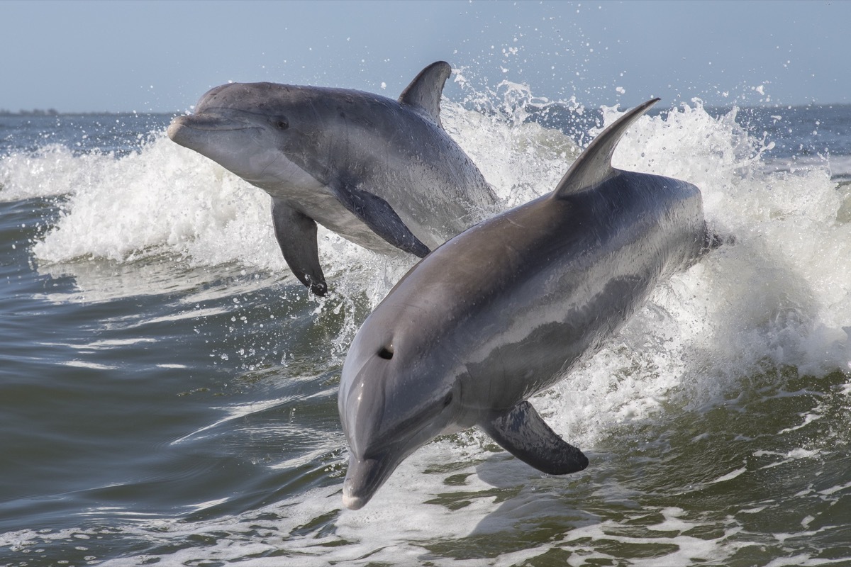 dolphins jumping out of water, dangerous animals