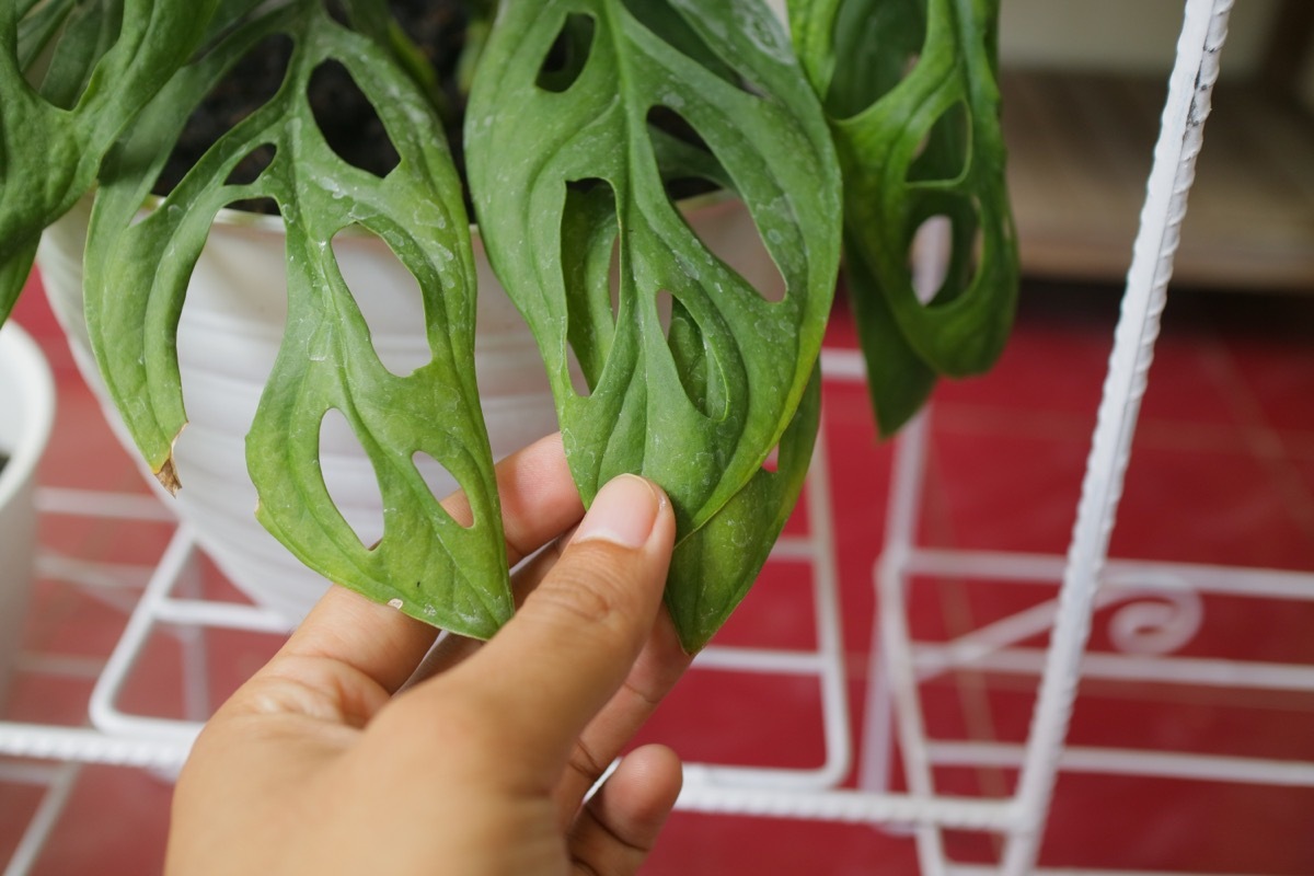 Monstera Adansonii