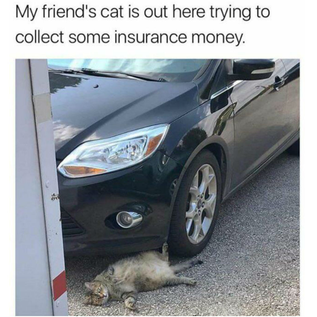 Insurance money cat meme