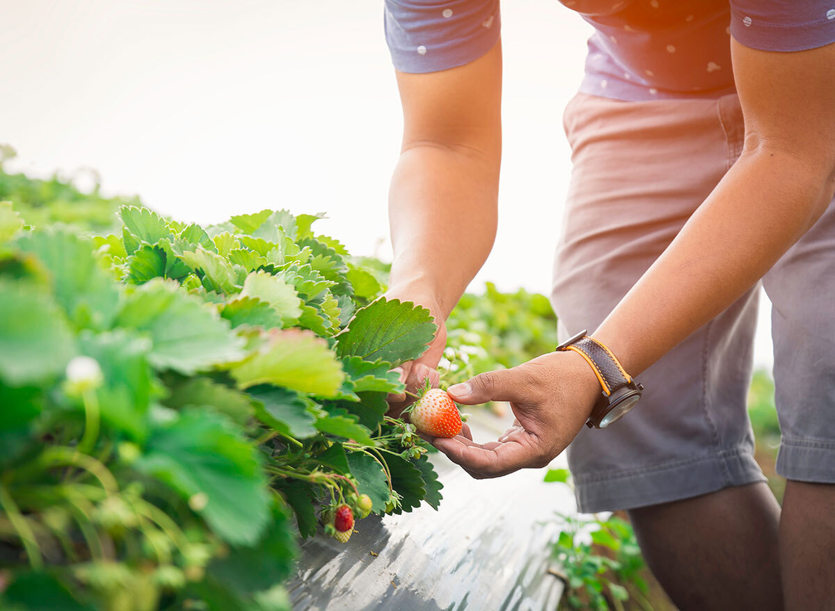 picking strawberry