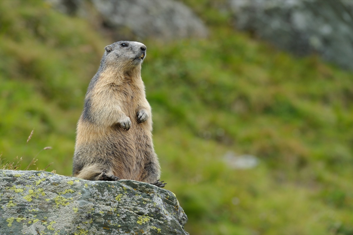 Groundhog Chilling on a Rock {Groundhog Day is Weird}