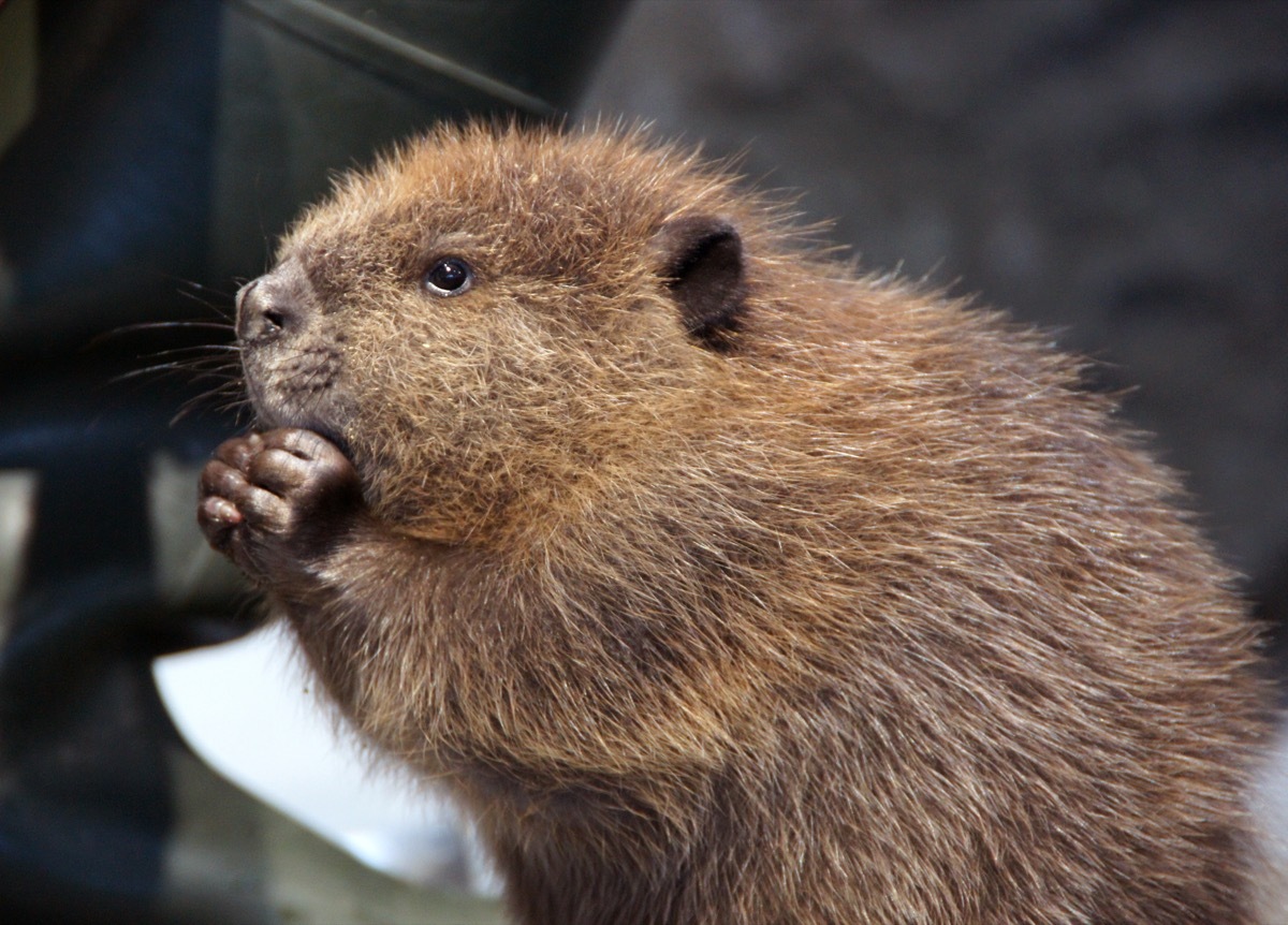 baby north american beaver