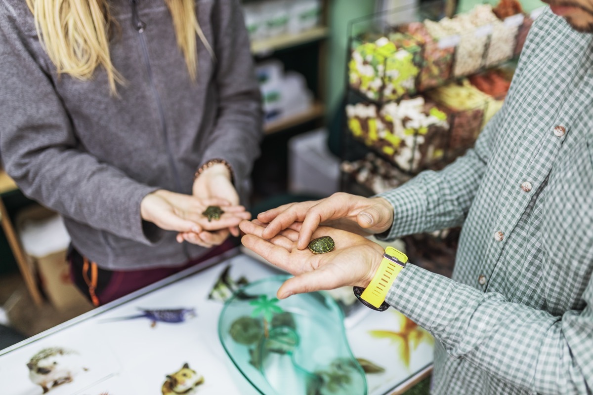 Handsome middle age man choosing and buying small aquarium turtle in modern pet shop. Young female seller helps him to make good decision.