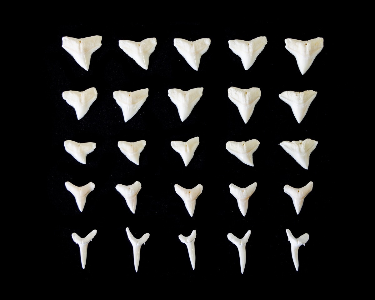 shark teeth