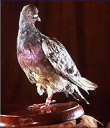 Cher Ami the Carrier Pigeon Animals Who Are Real-Life Heroes