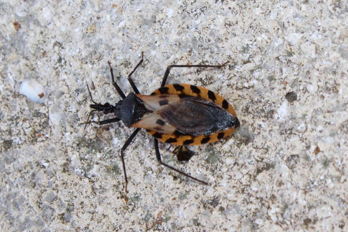 Kissing bug