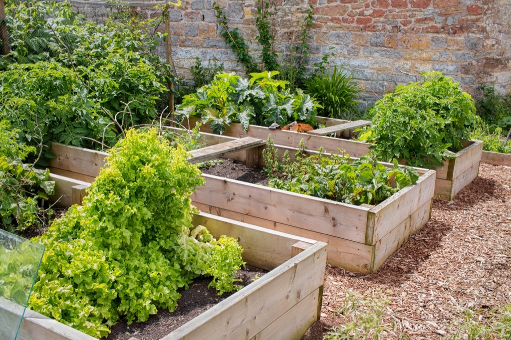 Garden beds