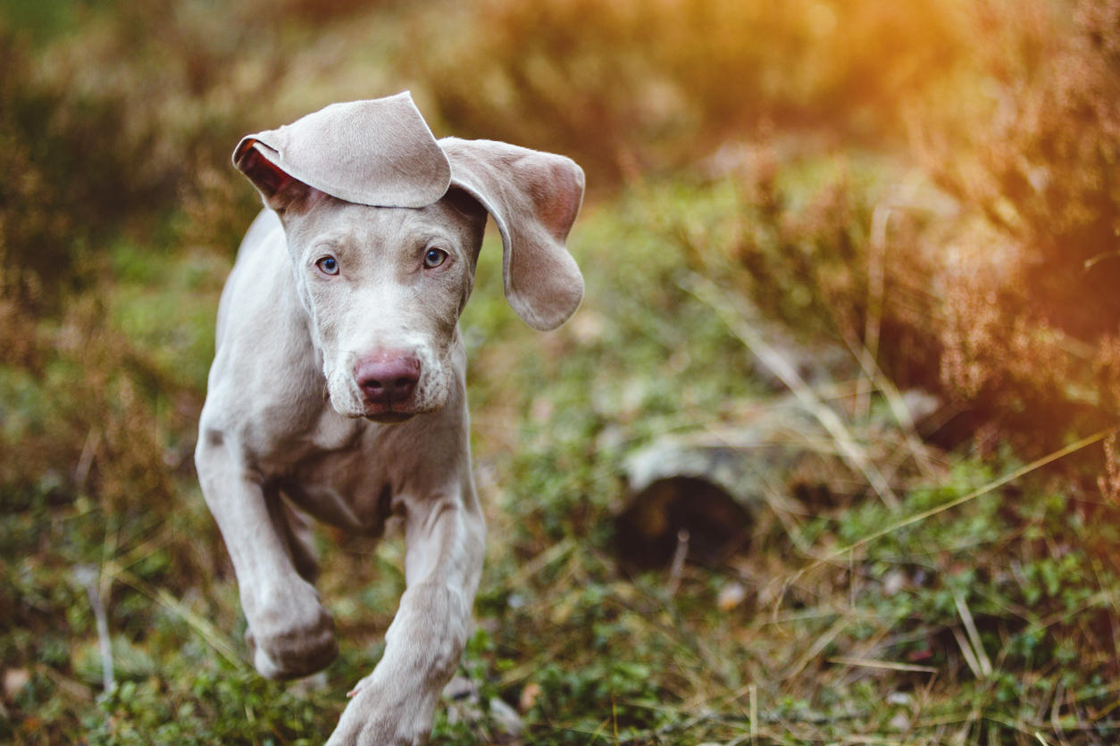 A Weimaraner puppy running in a field