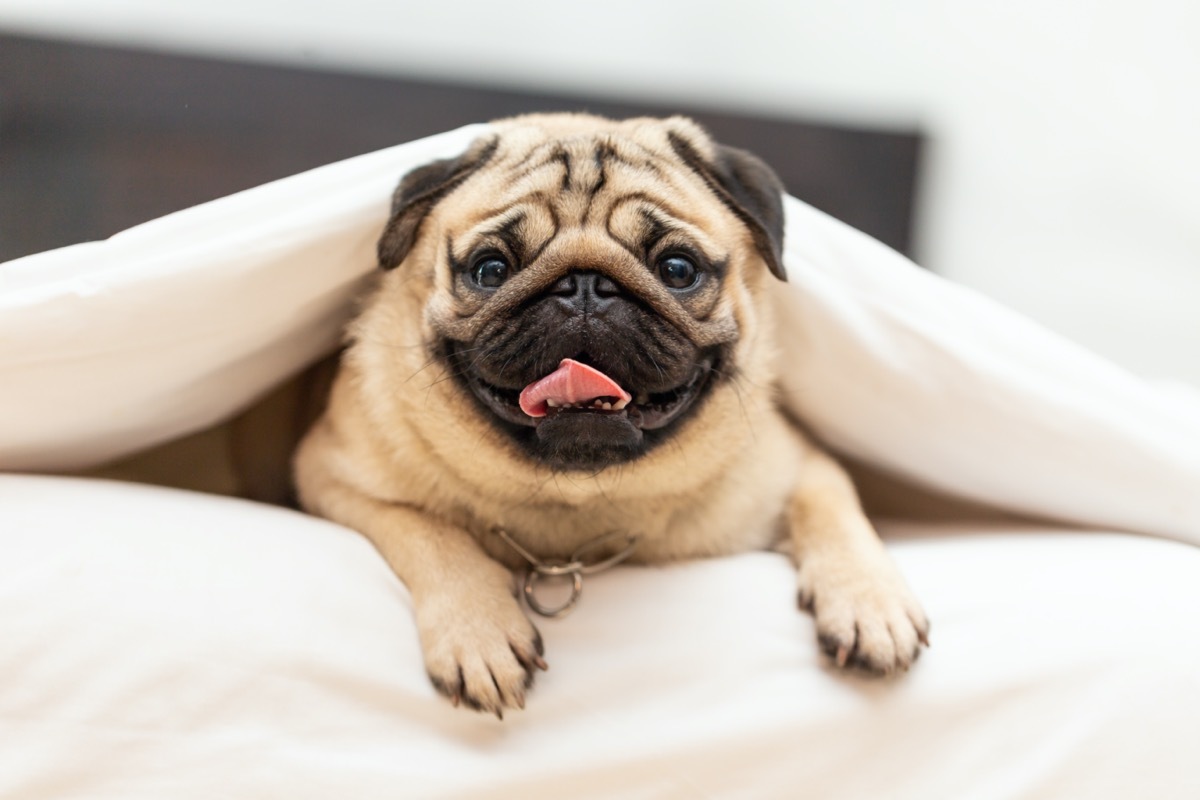 pug in a blanket