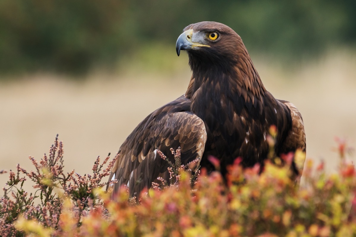 eagle in the bushes